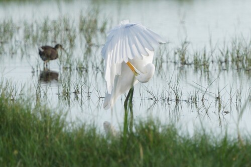 iNaturalist image