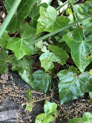 Colletotrichum trichellum