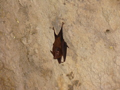 Peropteryx