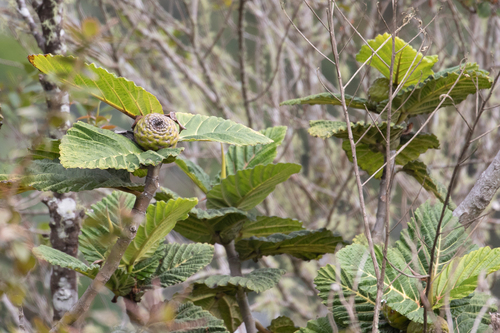 Ficus dammaropsis observed 2026-07-14
