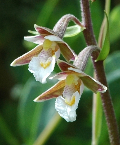 Marsh Helleborine