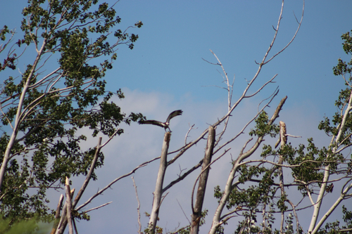 iNaturalist image