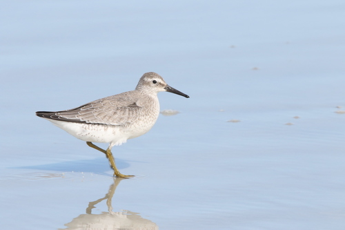 iNaturalist image