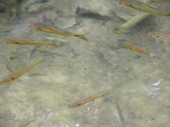 Characiformes