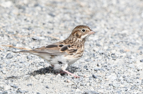 Vesper Sparrow
