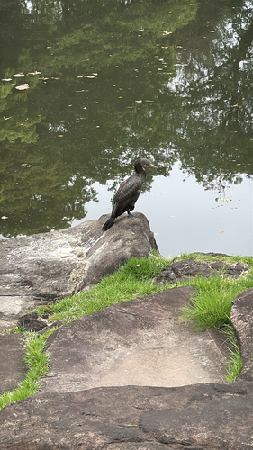iNaturalist image