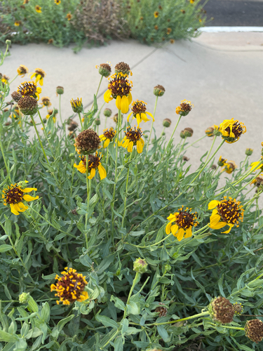 Texas blueweed