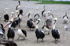 Pelecanus thagus