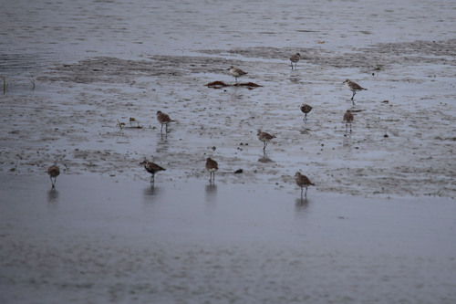 iNaturalist image