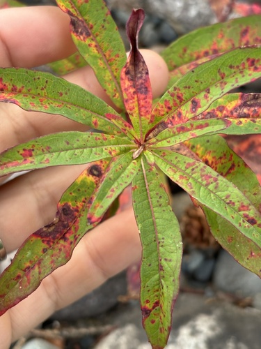 fireweed