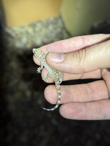 Mediterranean House Gecko