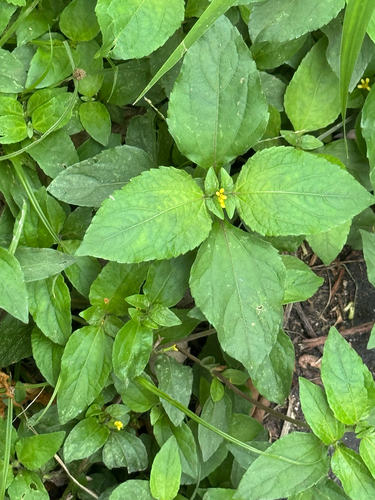 Synedrella nodiflora observed 2026-09-09