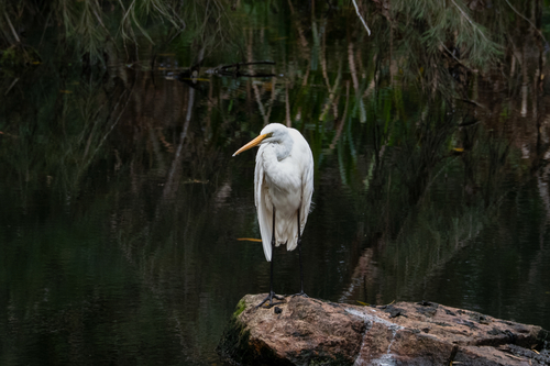 iNaturalist image