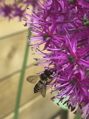 Megachile