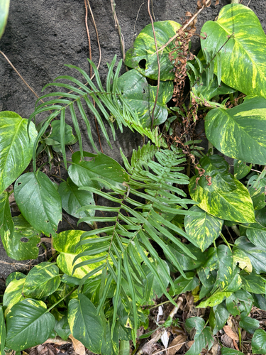 Pteris vittata observed 2026-09-09