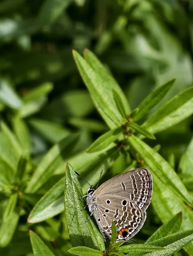 Plains Cupid