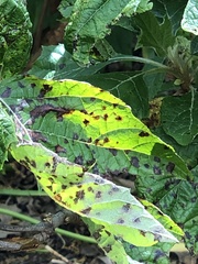 Cercospora hydrangeae