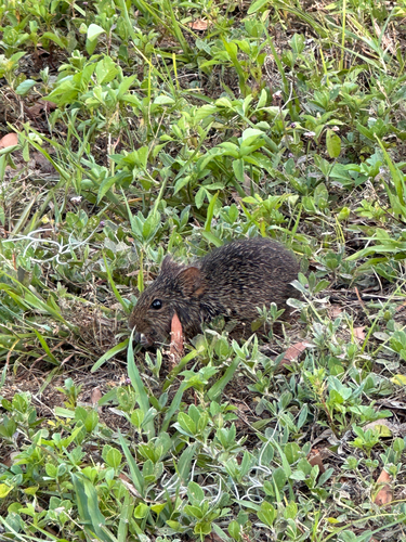 Hispid Cotton Rat