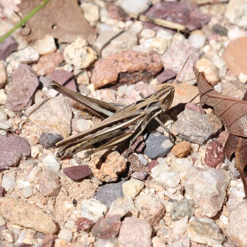 Montezuma's Grasshopper