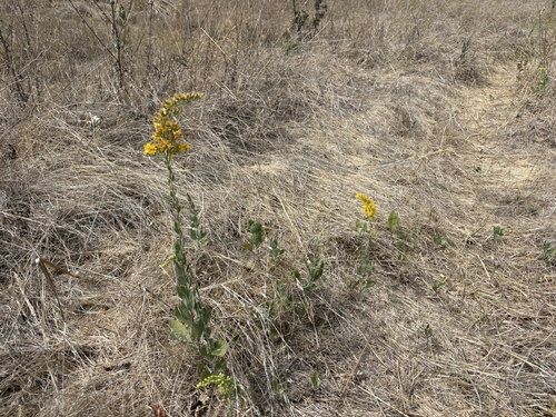 Solidago velutina, photograph 5