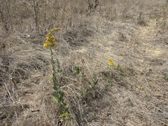Solidago velutina, photograph author not stated, no rights reserved