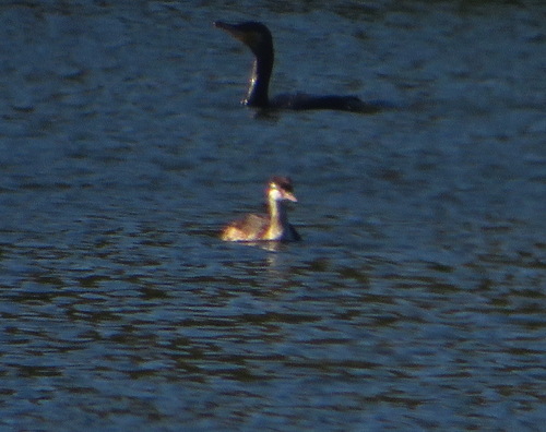 iNaturalist image