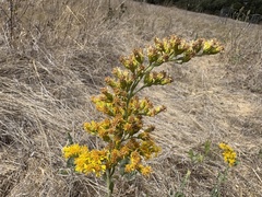 Solidago velutina, photograph author not stated, no rights reserved