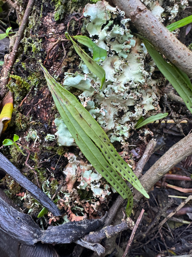 Lepisorus thunbergianus observed 2026-09-09