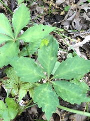 Phyllosticta quinquefoliae