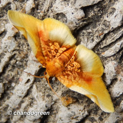 Pyrinioides sinuosus