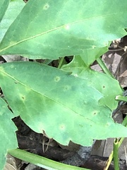 Phyllosticta quinquefoliae