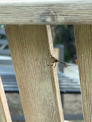 Brown Widow