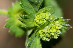 Alchemilla propinqua