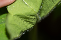 Alchemilla propinqua