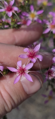 Calytrix longiflora observed 2026-09-10