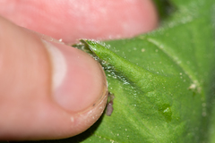 Alchemilla propinqua