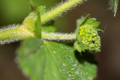 Alchemilla propinqua