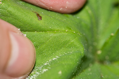 Alchemilla propinqua