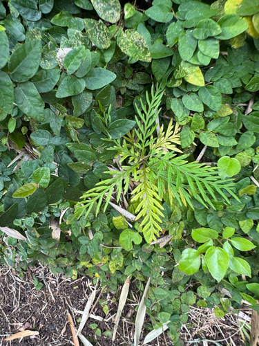 Grevillea robusta observed 2026-09-09