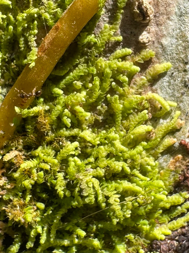 Acrolejeunea sandvicensis observed 2026-09-09