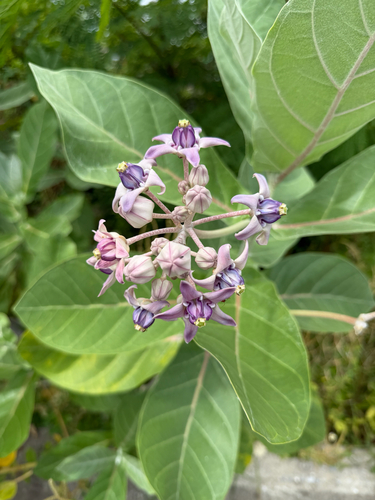 crown flower