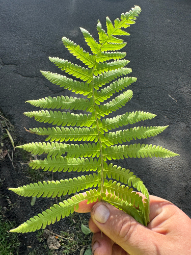 Christella parasitica observed 2026-09-09