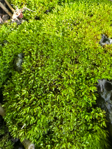 Hyophila involuta observed 2026-09-09