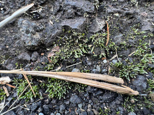 Bryum argenteum observed 2026-09-09