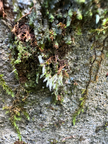 Bryum argenteum observed 2026-09-09