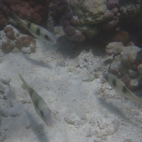 Parupeneus crassilabris observed 2026-09-08