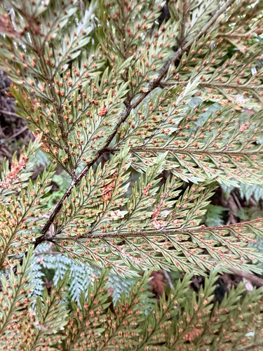 Lastreopsis hispida, photograph 6