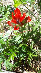 Castilleja miniata dixonii