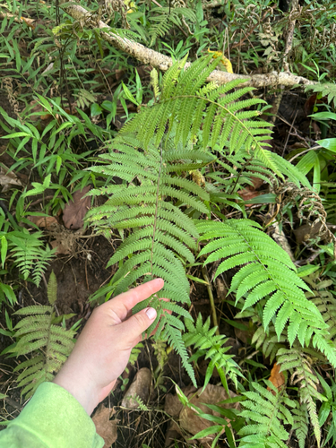 Christella parasitica observed 2026-09-09