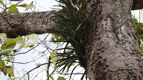 Encyclia aspera, photograph 1